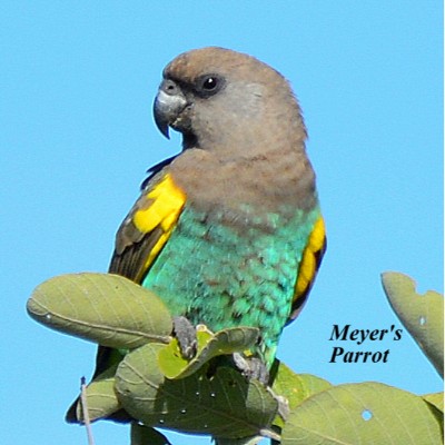 Meyer's Parrot